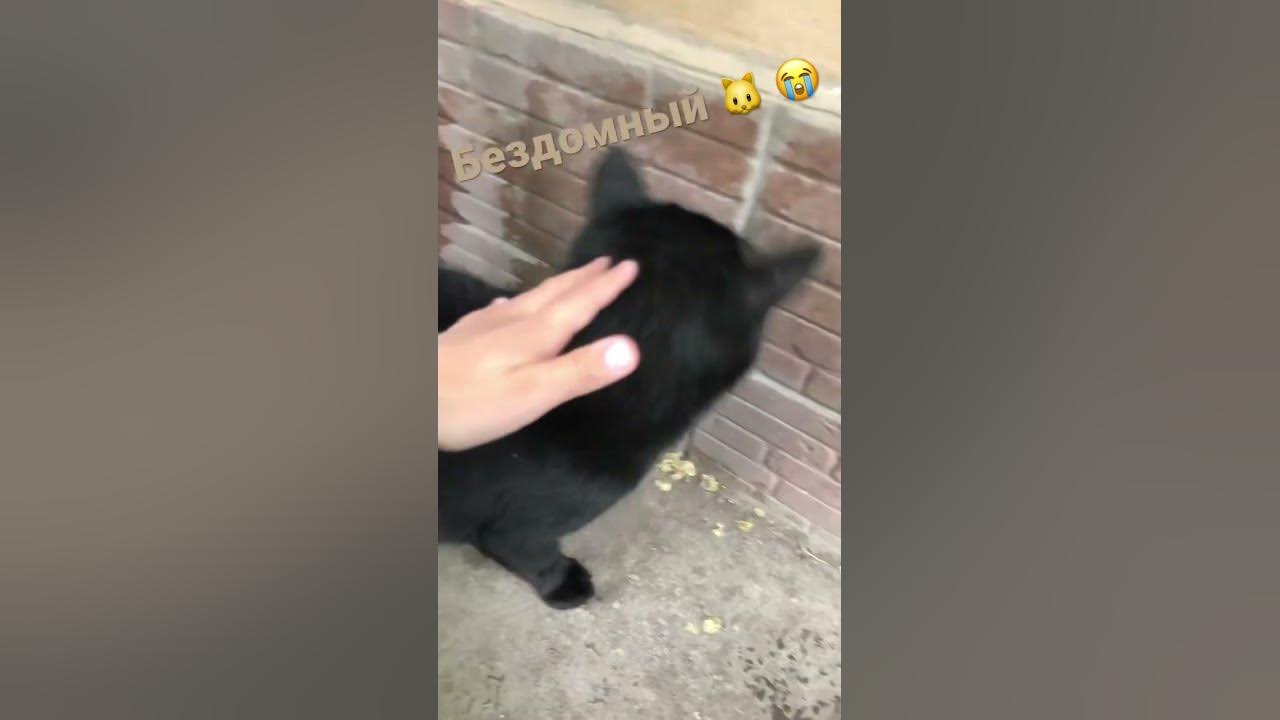 Бездомный кот 🐱😭😭 - YouTube
