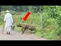 Hyena attacks a man | Hyena attacks a dog!!!