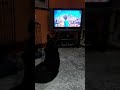 Shepherd watching Secret Life of Pets