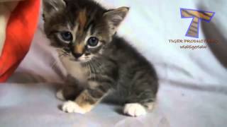 mali mačići mijaukati i govori  slatka mačka kompilacija