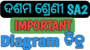 Life Science Important Diagrams Class 10 SA2 || ଜୀବ ବିଜ୍ଞାନ ଚିତ୍ର SA2