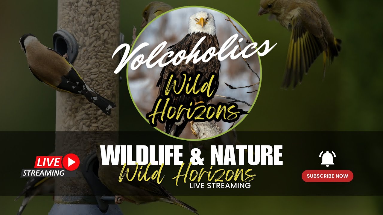 REPLAY🦅 Wild Horizons Live: 24/7 Wildlife & Nature Cams - Bird Feeder