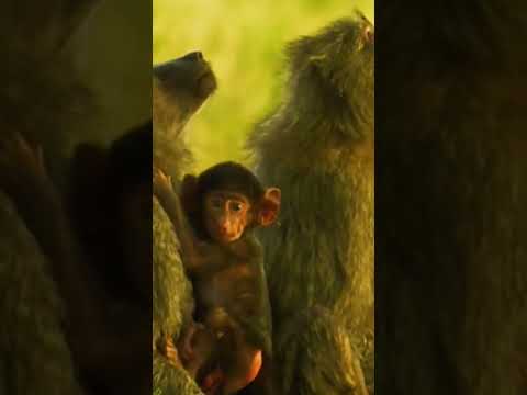 نبرد بابون وپلنگ   وحش نما  