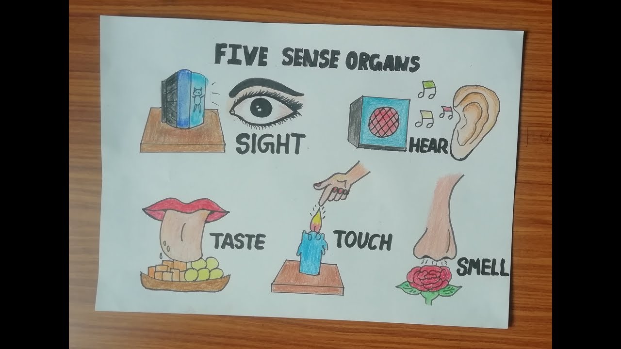 Top more than 145 sense organs drawing