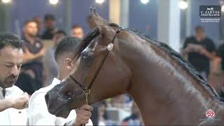N 310 Jolea Al Hasan The Arabian Horse Galilee Show 2023 Yearling Fillies B Cl 5