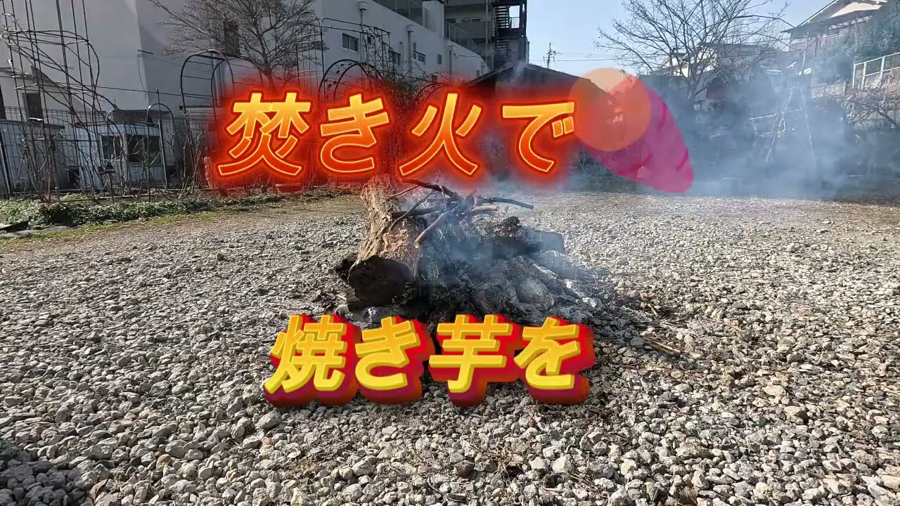 焚き火で焼き芋🍠