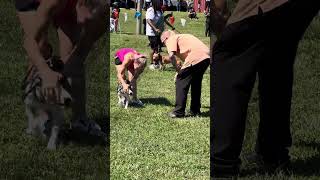American Pit Bull Terrier Adba Dog Show2023 Congratulations Sirkennels Soufeastmercy 2Nd