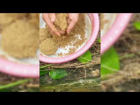 Ký sự cần thủ Cao Đài Tổng - T12