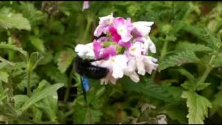 Flight of Violet Bumble Bee