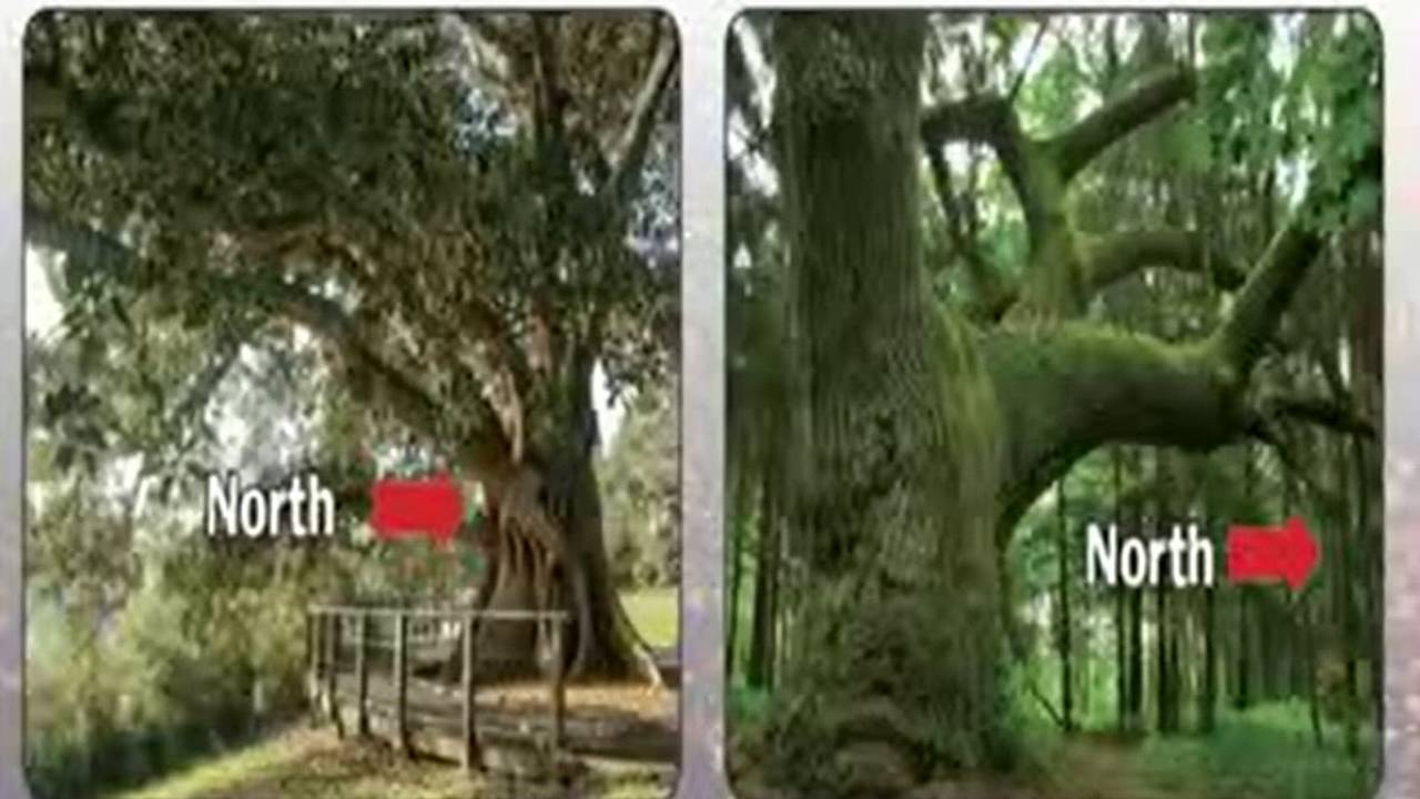 Using Nature's Compass