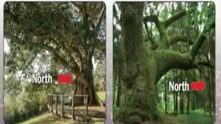 Using Nature's Compass