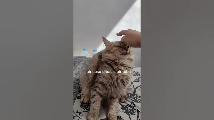 Watch the video about Kucing mix mainecoon si kang pukul