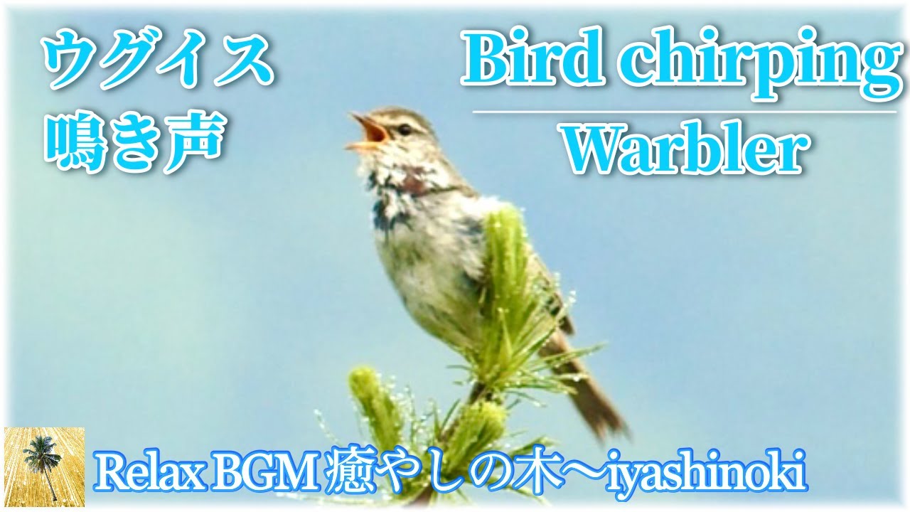 鳥のさえずり】ウグイスの美しい鳴き声/Japanese Bush Warbler、Bird