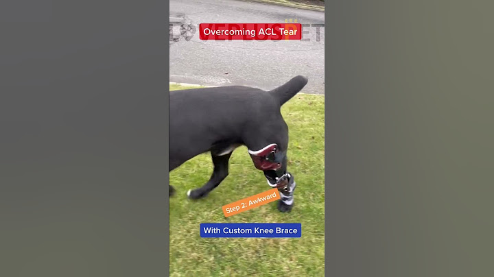 Overcome ACL:dog knee brace| link on comments@lovepluspet2739 #dog #doglover #dog ACL#dogsoftiktok