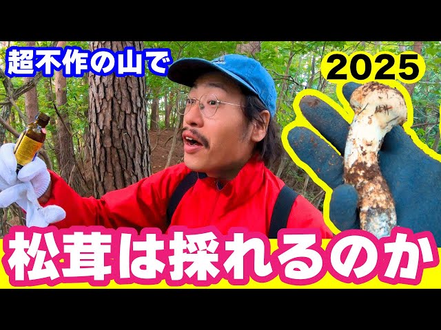 松茸2025】超不作の山でなけなしの松茸が…⁈ - YouTube 松茸2025】超不作の山でなけなしの松茸が…⁈ - YouTube