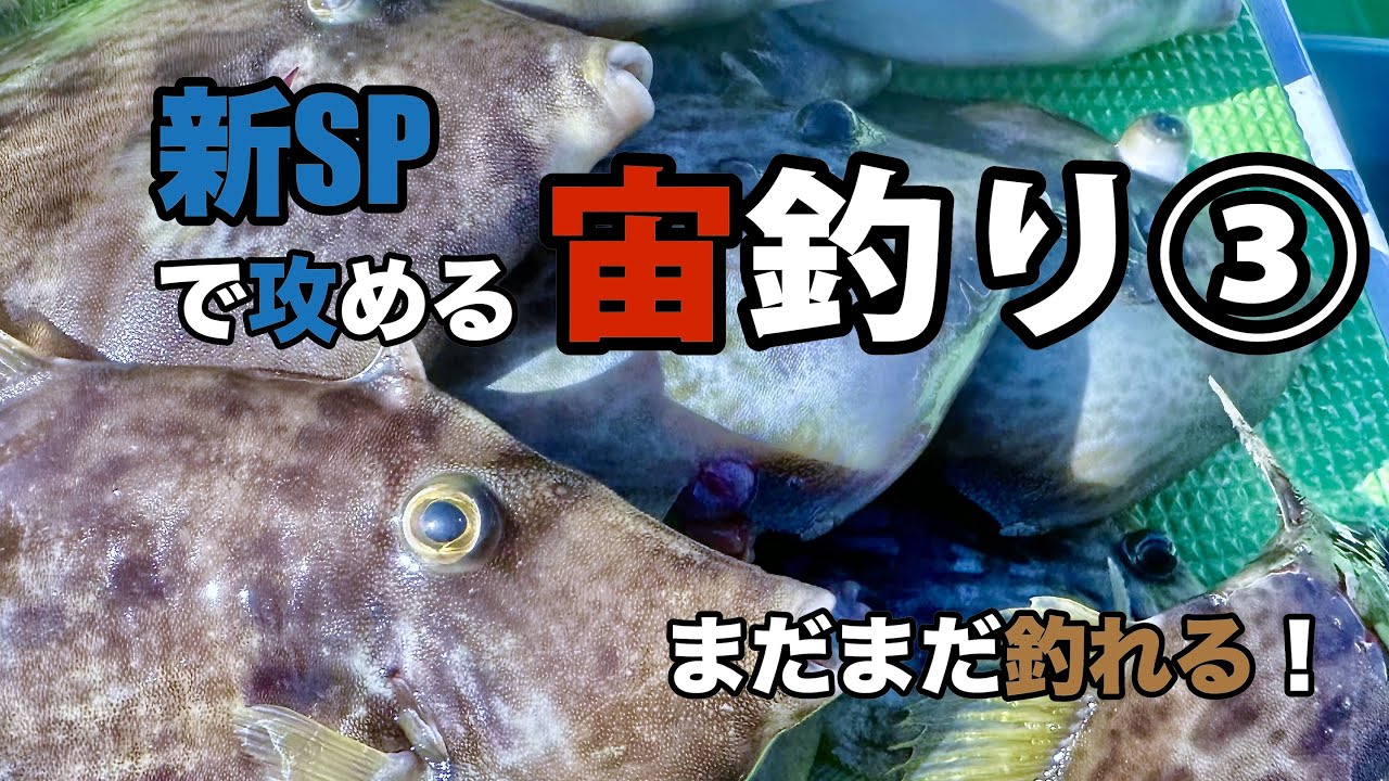 【東京湾カワハギ#6】釣れない…でも諦めない|新SPで宙釣り③