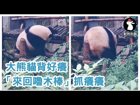背背好癢抓不到～大熊貓「來回嚕木棒」抓癢癢　切換6種模式網笑：舞王誕生！