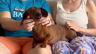 Things only mini dachshund owners will understand