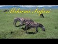 Mikumi Nationalpark Tansania Kurze Safari Fahrt