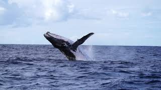 Out Of The Blue Adventures