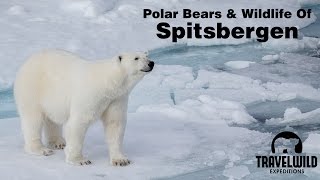 Polar Bears and Wildlife of Spitsbergen Svalbard