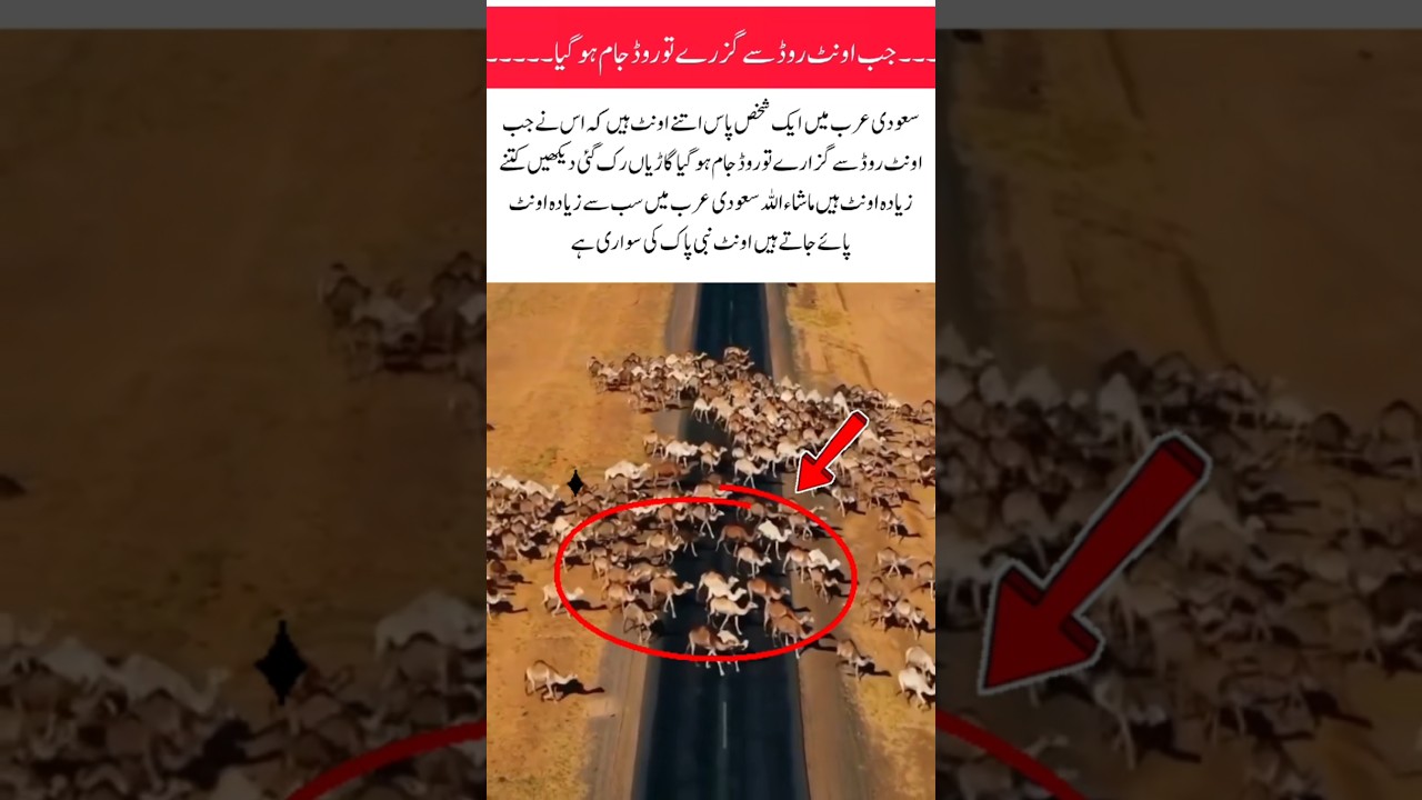 A herd of camels 🐪 blocked road 