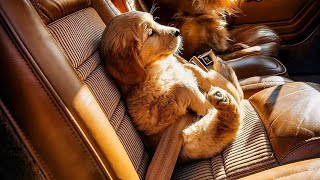 Funniest & Cutest Golden Retriever Puppies #1