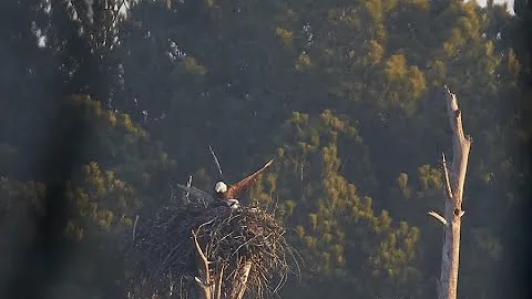 Range Nest Tree Damage 02:09:2020