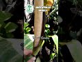 Amorphopallus variabilis