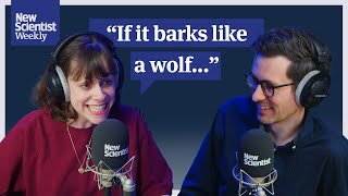 Have dire wolves really been brought back from extinction?