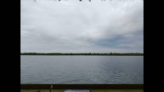 Aransemen Honey Bee By Rendy Pandugo Ayam Ayam