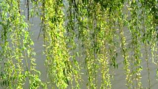 Cry Me a River - Natalie Cole