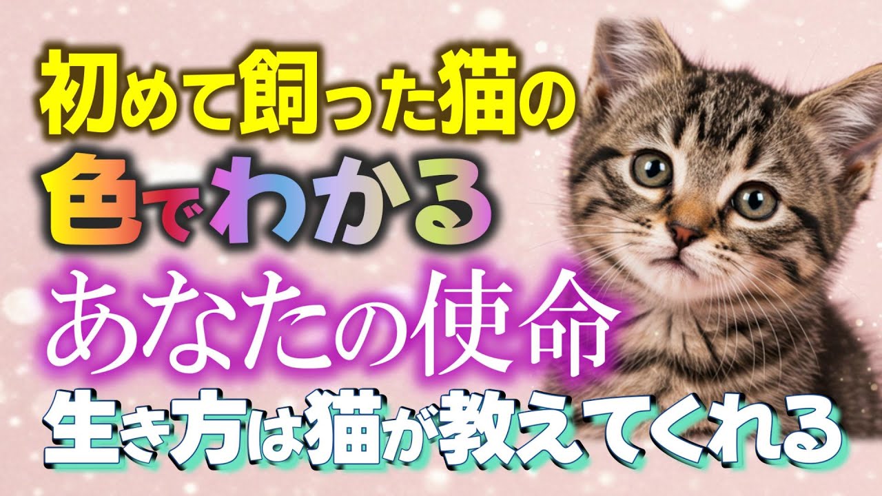 【猫スピリチュアル】人生で初めて飼った猫の色でわかるあなたの使命。あなたの生き方は猫が知っている。