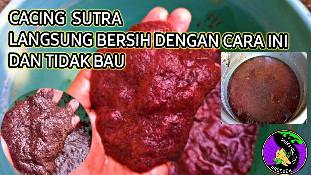 cara membersihkan cacing sutra dari kotoran ( part 1 )