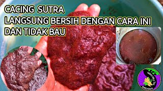 cara membersihkan cacing sutra dari kotoran ( part 1 )