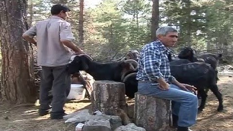 Yörüklerin Yaşamı