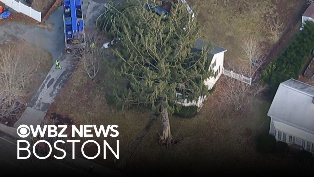 Strong winds pull down trees, knock out power to thousands in ...