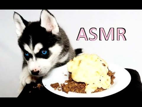 ASMR DOG REVIEWING BIGGEST CHEESE BEEF 音フェチメイク囁耳かき   عربي