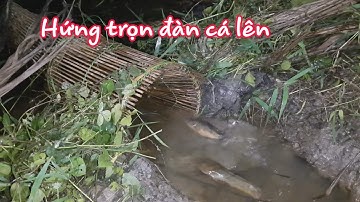 Đặt Camera cận cảnh xem bầy cá lên rất hấp dẫn | Bông lúa Miền Tây