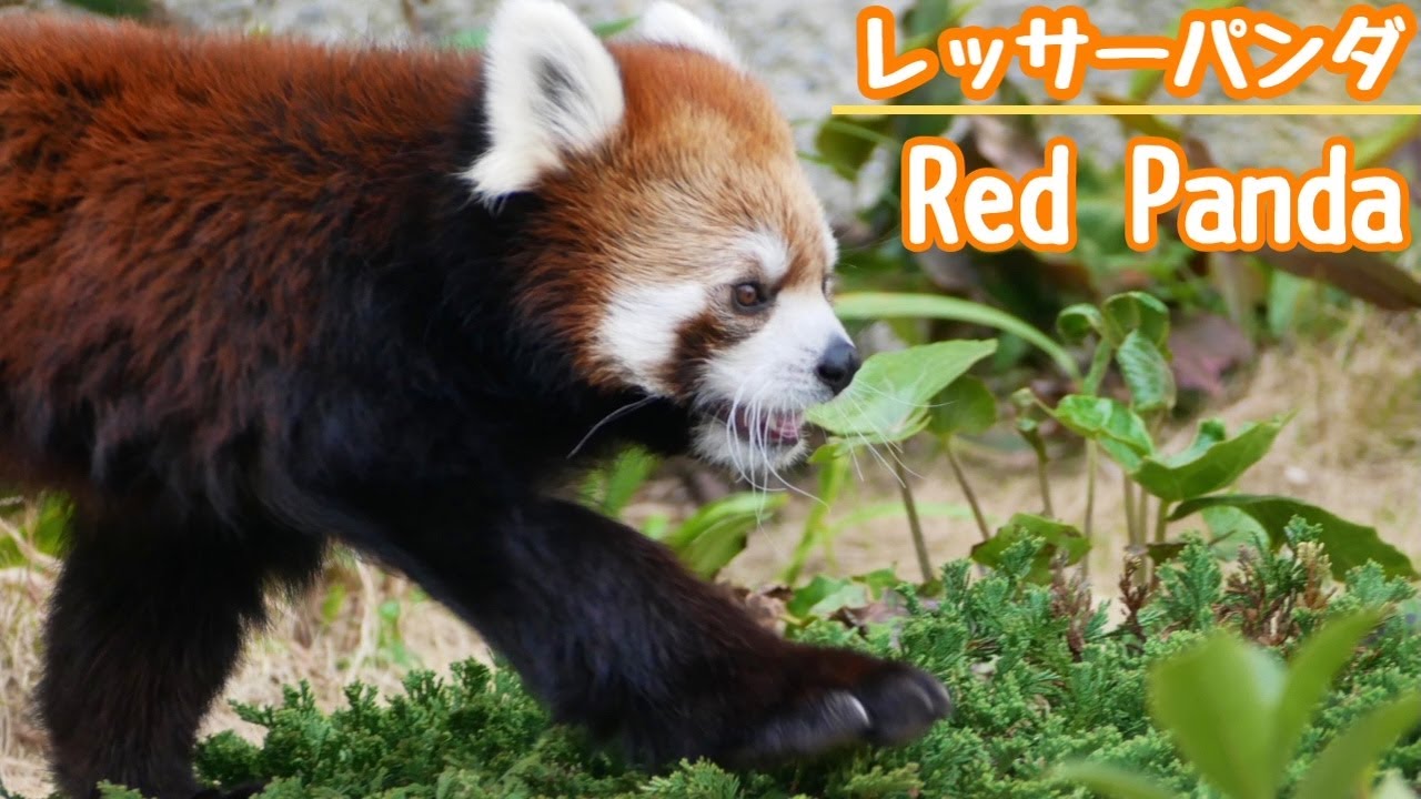 レッサーパンダのでんぐり返し【東山動物園】 - YouTube