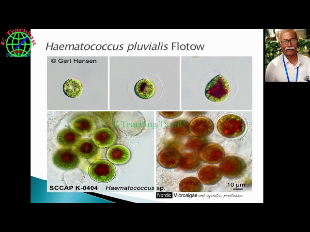 Astaxanthin from Algae lecture by Prof BB Chaugule National Webinar on Avenues in Plant Research