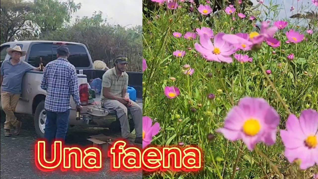 09/22/24 En una faena en Acuitzeramo Michoacan México