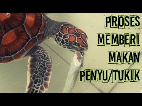 Video: Cara Memberi Makan Penyu Akuatik