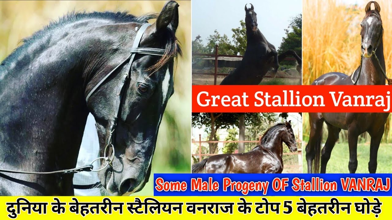 Some Male Progeny Of Stallion VANRAJ || दुनिया के बेहतरीन स्टैलियन वनराज के टोप 5 बेहतरीन घोड़े !🔥