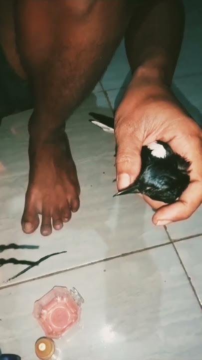 MEMBUANG LENDIR PADA BURUNG KACER DAN MENGI SEMOGA SEHAT #DUKUNSANTET MEMBUANG LENDIR PADA BURUNG KACER DAN MENGI SEMOGA SEHAT #DUKUNSANTET