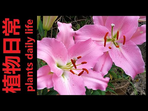 Video: Lily Plant Forgiftning I Katter
