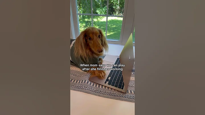 He got to work 🫡 #dachshund #dog #dachshundpuppy #funny #funnydog #shorts