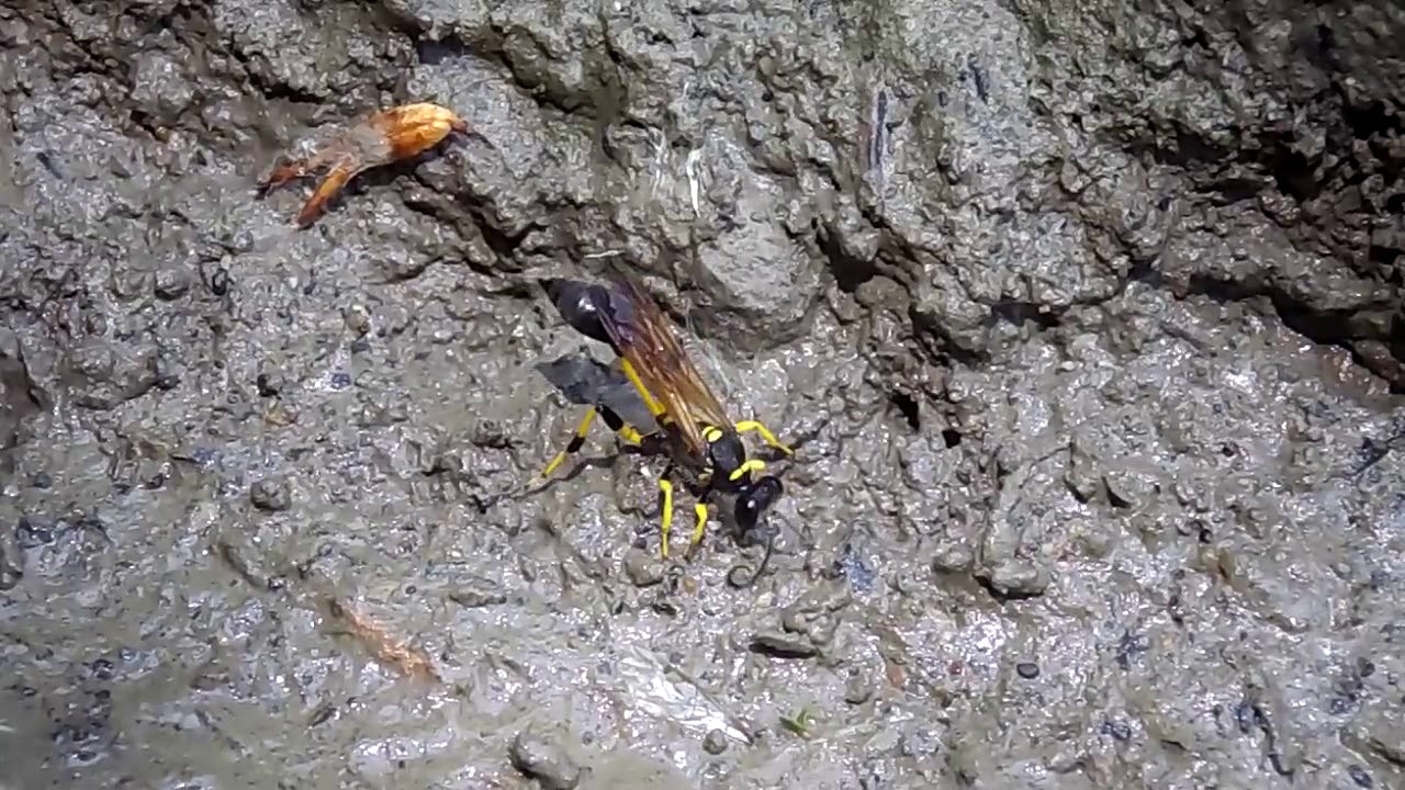 самка осы Sceliphron madraspatanum