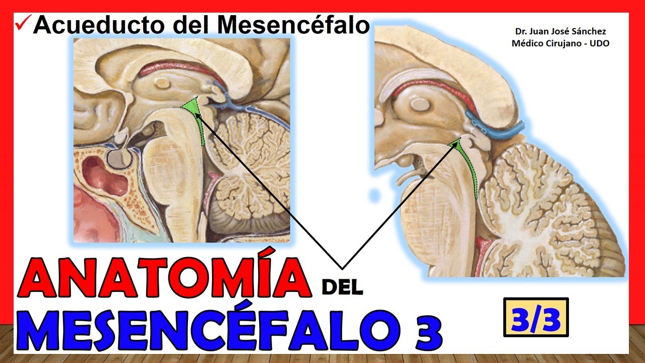 🥇 Anatomía del MESENCÉFALO 3/3. (Acueducto del Mesencéfalo) "De Silvio ...