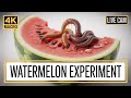 "Watch 1000 Worms DEVOUR Entire Watermelon in 5 Minutes | Oddly Satisfying"